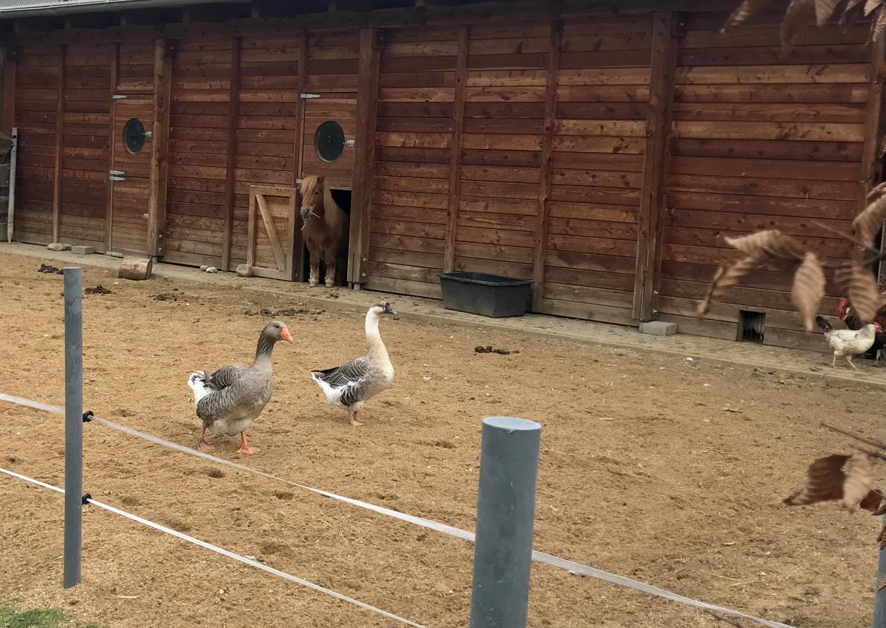 Farma Noe Vendégház Březina Kültér fotó